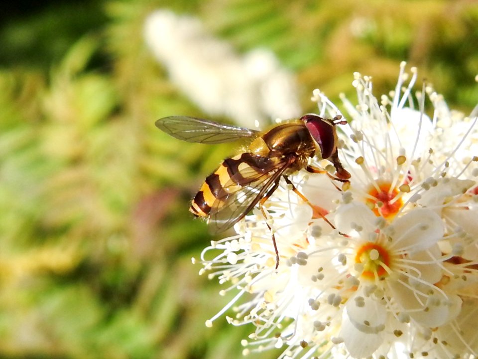 (Diptera: Syrphidae) Syrphus ribesii ♂, Gul solblomfluga