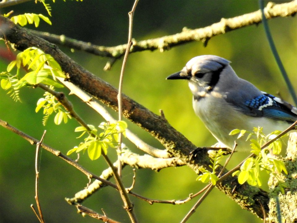 (Passeriformes: Corvidae) Cyanocitta cristata, Blåskrika / Blue jay
