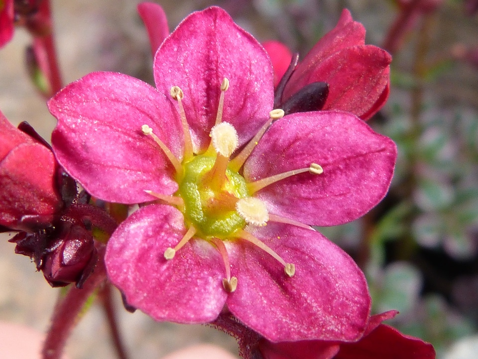 Ground cover garden plant