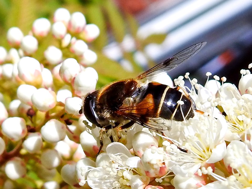 (Diptera: Syrphidae) Eristalis rupium ♀, Blank slamfluga