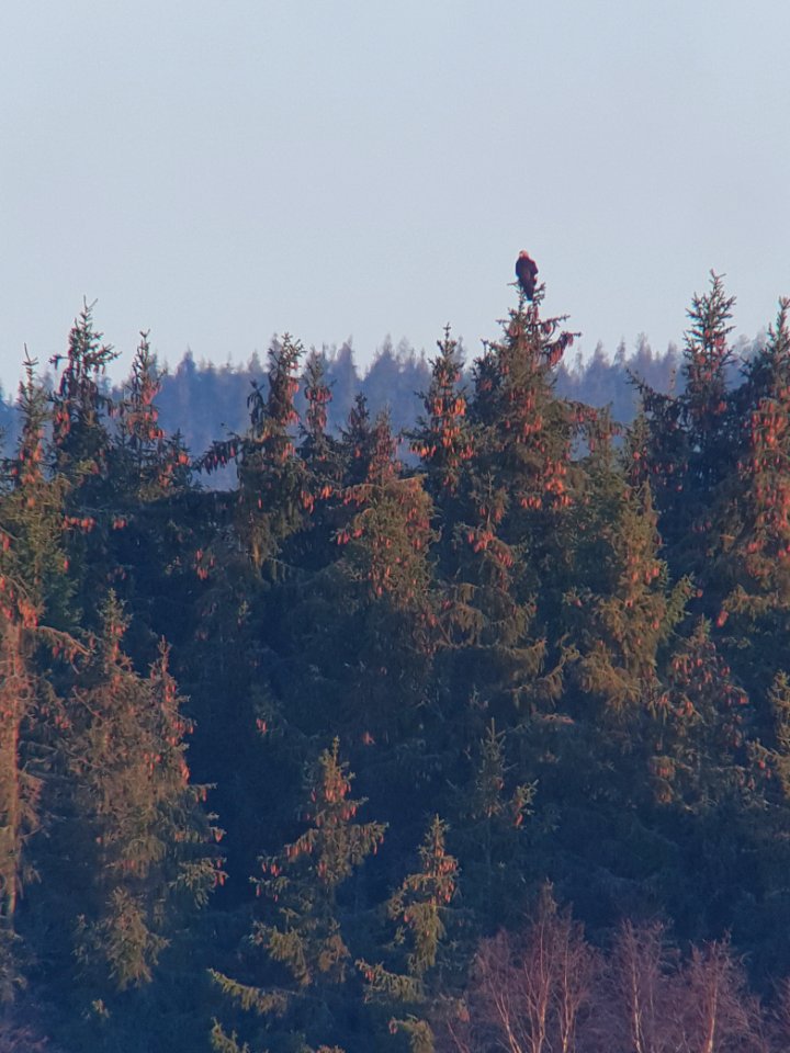 (Accipitriformes: Accipitridae) Aquila chrysaetos 2K, Kungsörn / Golden eagle