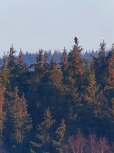 (Accipitriformes: Accipitridae) Aquila chrysaetos 2K, Kungsörn / Golden eagle