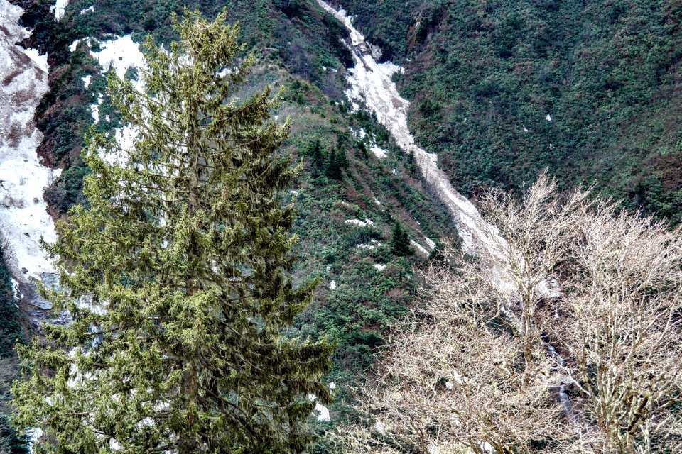 Ayder