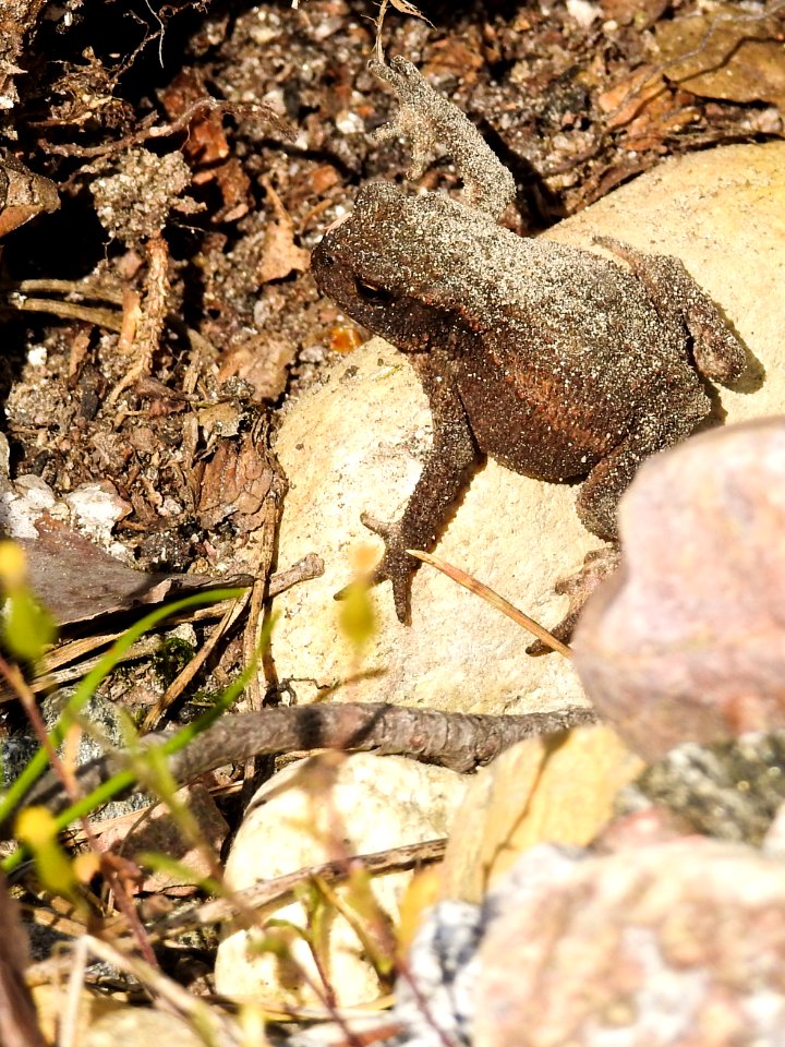 (Anura: Bofonidae) Bufo bufo, Padda / Toad