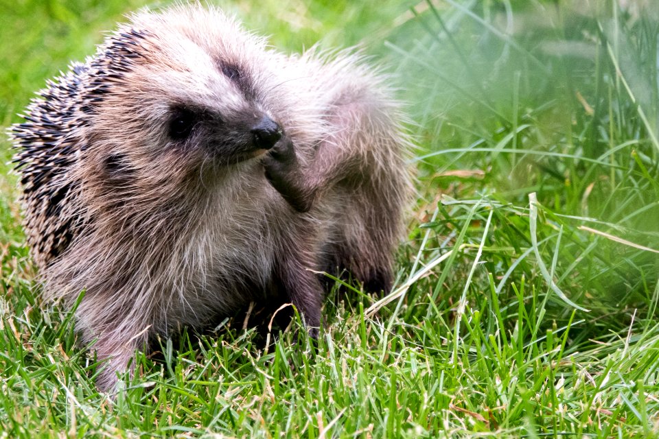 (Eulipotyphla: Erinaceidae) Erinaceus europaeus, Igelkott / Hedgehog