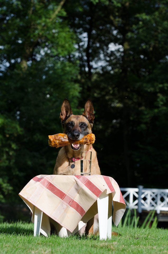 Belgian shepherd dog summer funny