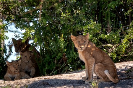 (Carnivora: Felidae) Panthera leo, Lejon / Lion photo
