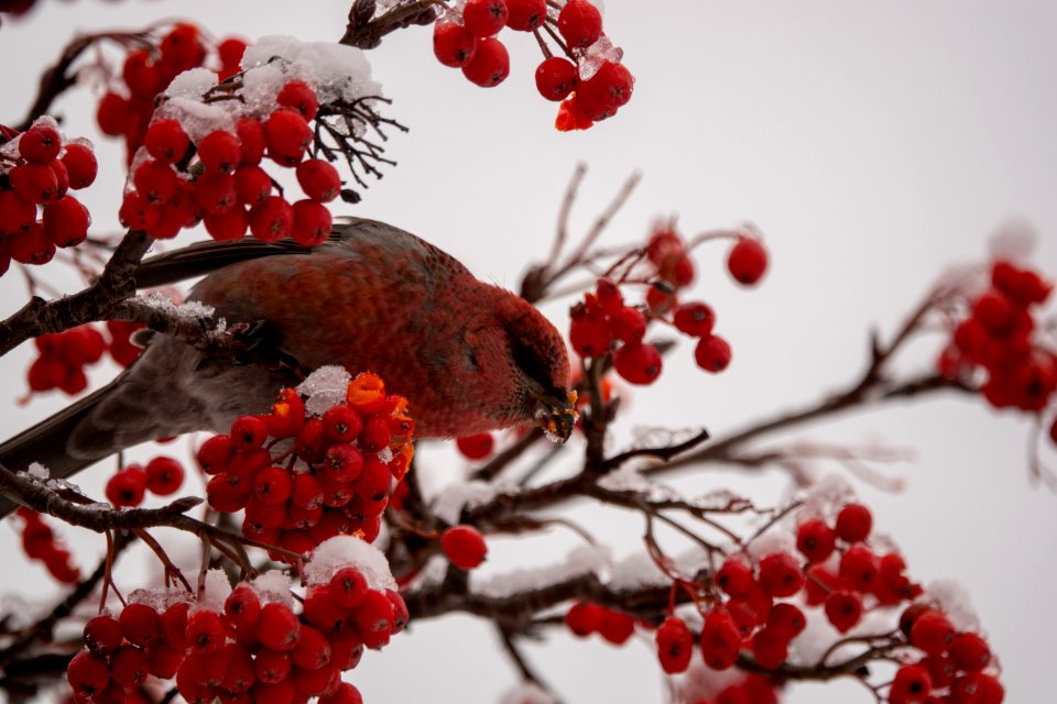 (Passeriformes: Fringillidae) Pinicola enucleator, Tallbit / Pine grosbeak