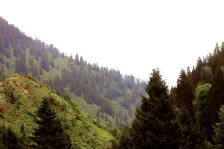 Çahçor yaylası Senoz Çayeli Rize