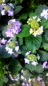 Hydrangea macrophylla
