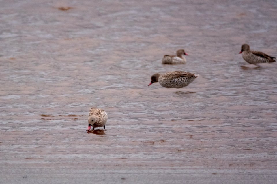 (Anseriformes: Anatidae) Anas capensis, Kapand / Cape teal