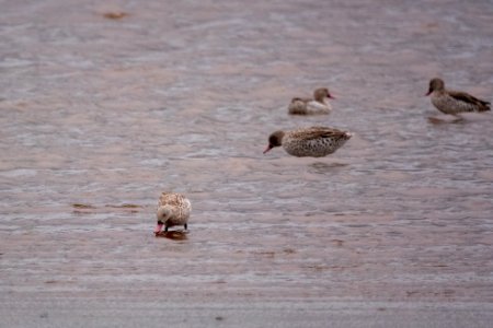 (Anseriformes: Anatidae) Anas capensis, Kapand / Cape teal