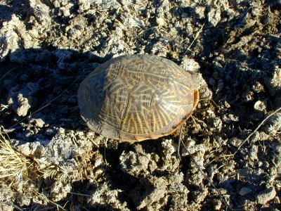 04 nonplot desert turtle 06062002090101 (1) photo