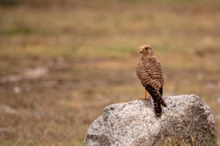 (Falconiformes: Falconidae) Falco rupicoloides, Vitögd falk / Greater kestrel