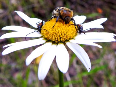 (Asterales: Asteraceae) Leucanthemum vulgare, Prästkrage / Oxeye daisy