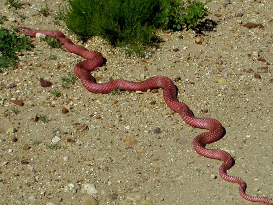 08 nonplot coachwhip snake3 06062004090101