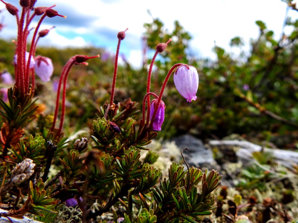 (Ericales: Ericaceae) Phyllodoce caerulea, Lappljung / Blue heath