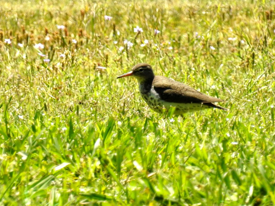 (Charadriiformes: Scolopacidae) Actitis macularia, Fläckdrillsnäppa / Spotted sandpiper