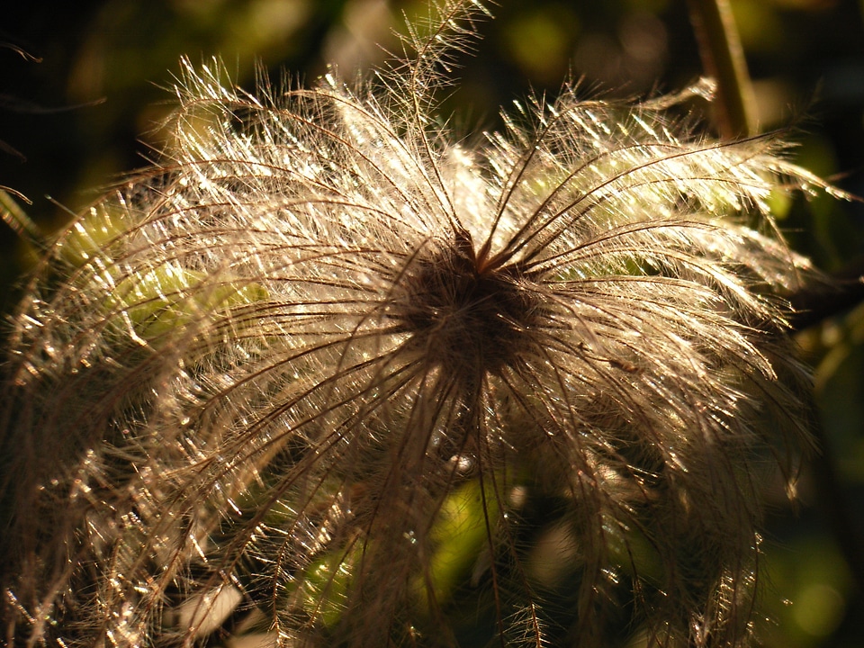 Pulsatilla pasqueflower woolly
