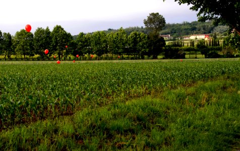 zz-Nespolo-Rotonda-DaNord-Ridotta