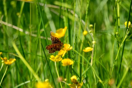 (Lepidoptera: Nymphalidae) Melitaea athalia, Skogsnätfjäril / Heath fritillary