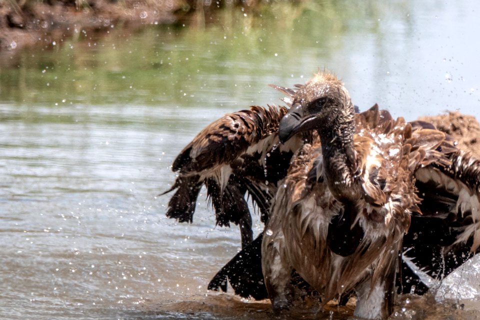 (Accipitriformes: Accipitridae) Gyps africanus, Vitryggig gam / White-backed vulture