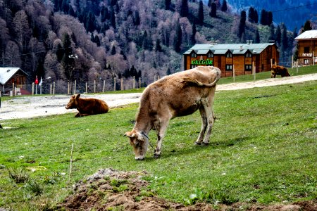 Ayder yaylası Çamlıhemşin Rize
