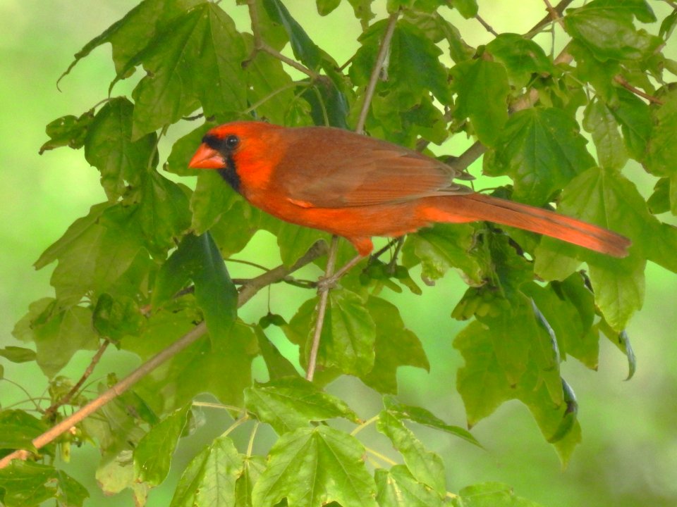 (Passeriformes: Cardinalidae) Cardinalis cardinalis ♂, Röd kardinal / Northern cardinal