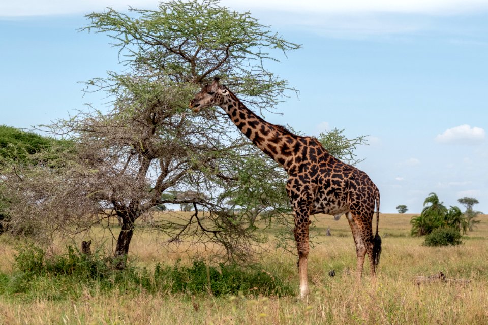 (Artiodactyla: Giraffidae) Giraffa camelopardalis, Giraff / Maasai giraffe
