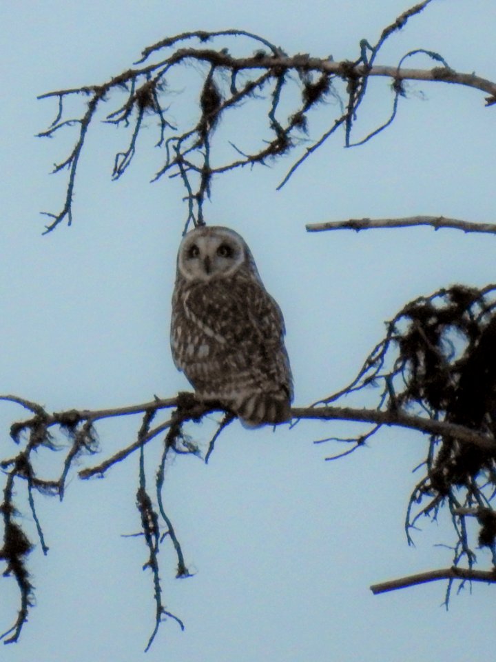 (Strigiformes: Strigidae) Asio flammeus, Jorduggla / Short-eared owl