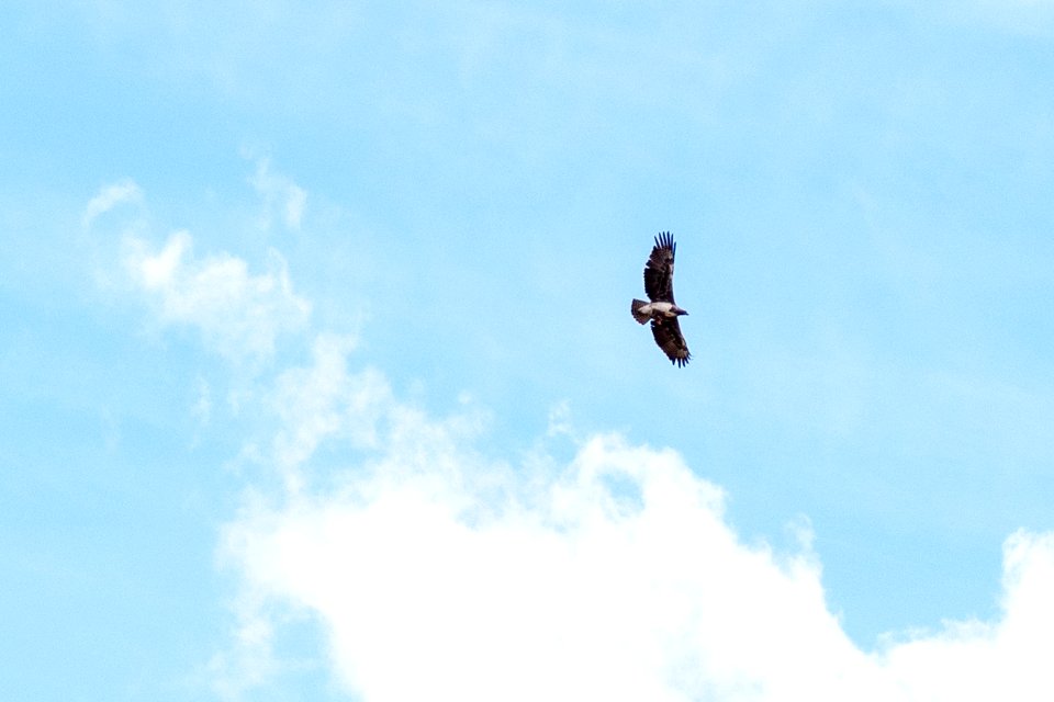 (Accipitriformes: Accipitridae) Polemaetus bellicosus, Stridsörn / Martial eagle
