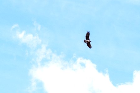 (Accipitriformes: Accipitridae) Polemaetus bellicosus, Stridsörn / Martial eagle