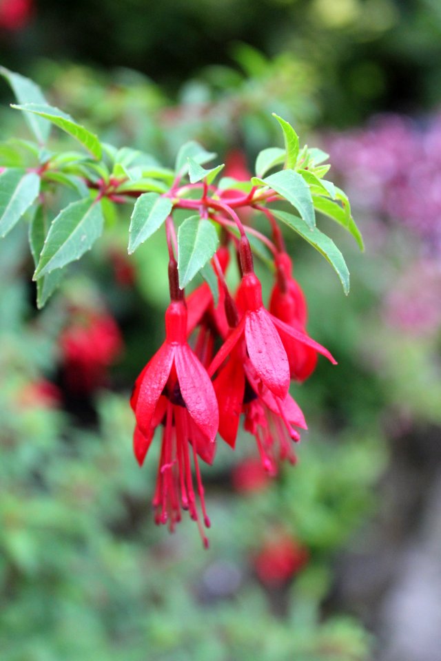 The Butchart Gardens Butterfly Gardens