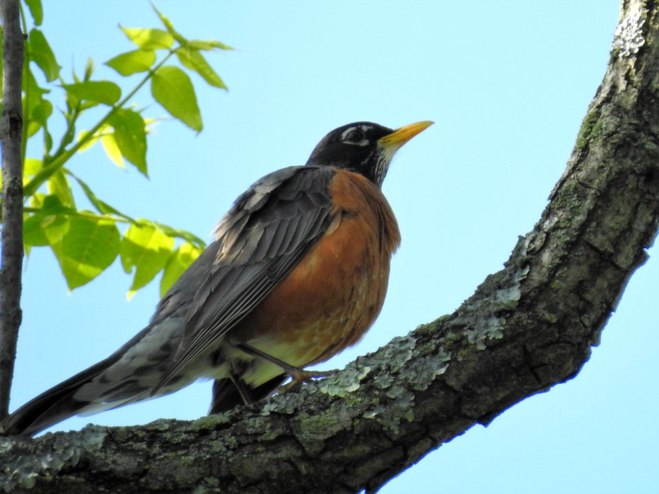 (Passeriformes: Turdidae) Turdus migratorius, Vandringstrast / American robin photo