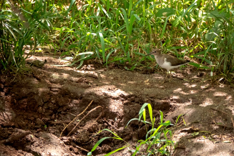 (Charadriiformes: Scolopacidae) Actitis hypoleucos, Drillsnäppa / Common sandpiper