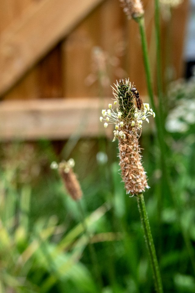 (Lamiales: Plantaginaceae) Plantago lanceolata, Svartkämpar / Ribwort plantain