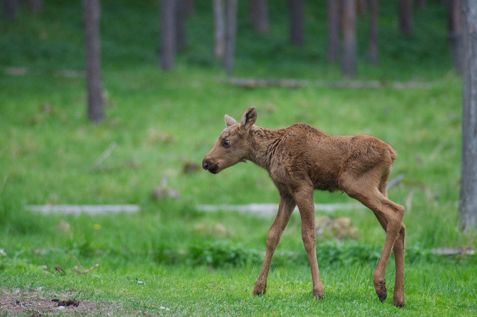 Zoo ähtäri animal park