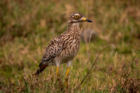 (Charadriiformes: Burhinidae) Burhinus capensis, Fläcktjockfot / Spotted thick-knee