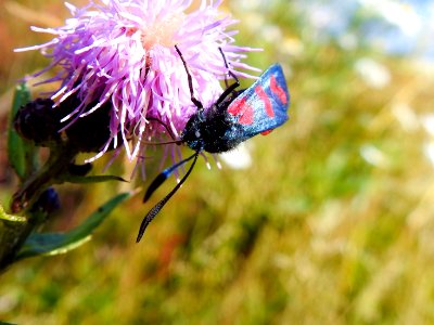 (Lepidoptera: Zygaenidae) Zygaena filipendulae, Sexfläckig bastardsvärmare / Six-spot burnet