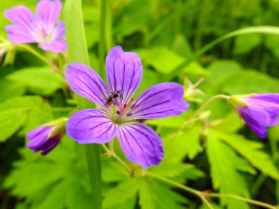 (Geraniales: Geraniaceae) Geranium sylvaticum, Midsommarblomster / Wood cranesbill