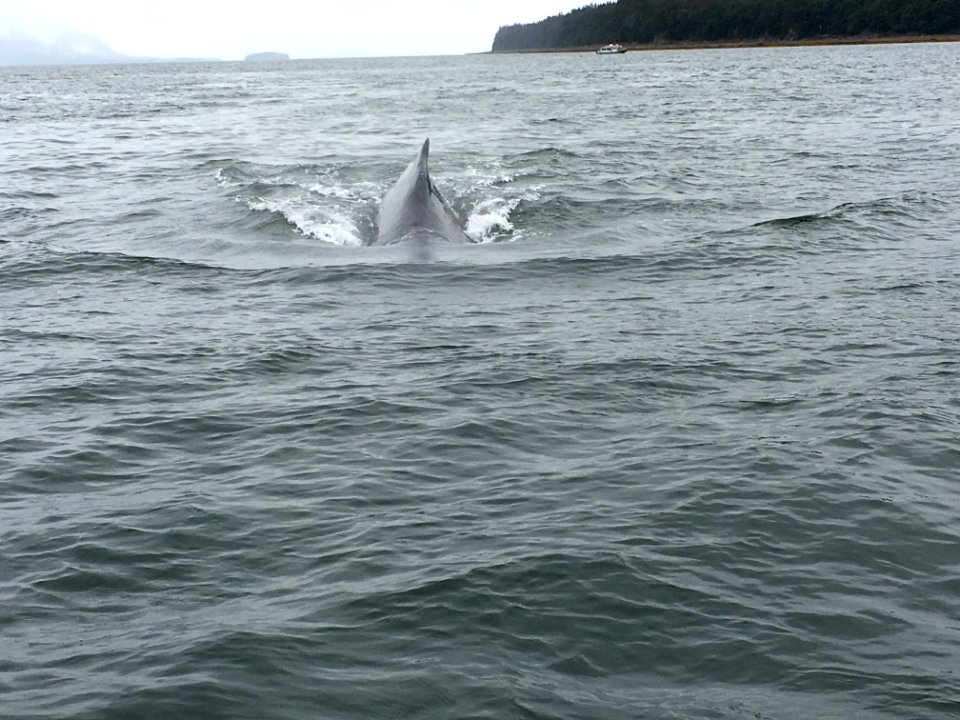 whale going under our boat!
