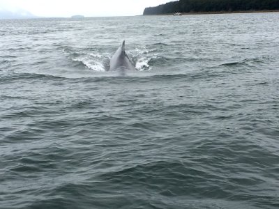 whale going under our boat!