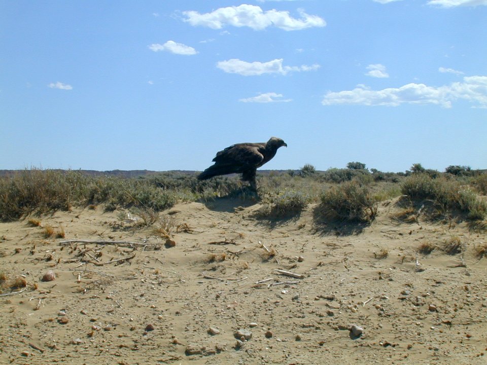 56 nonplot golden eagle 06062002090101