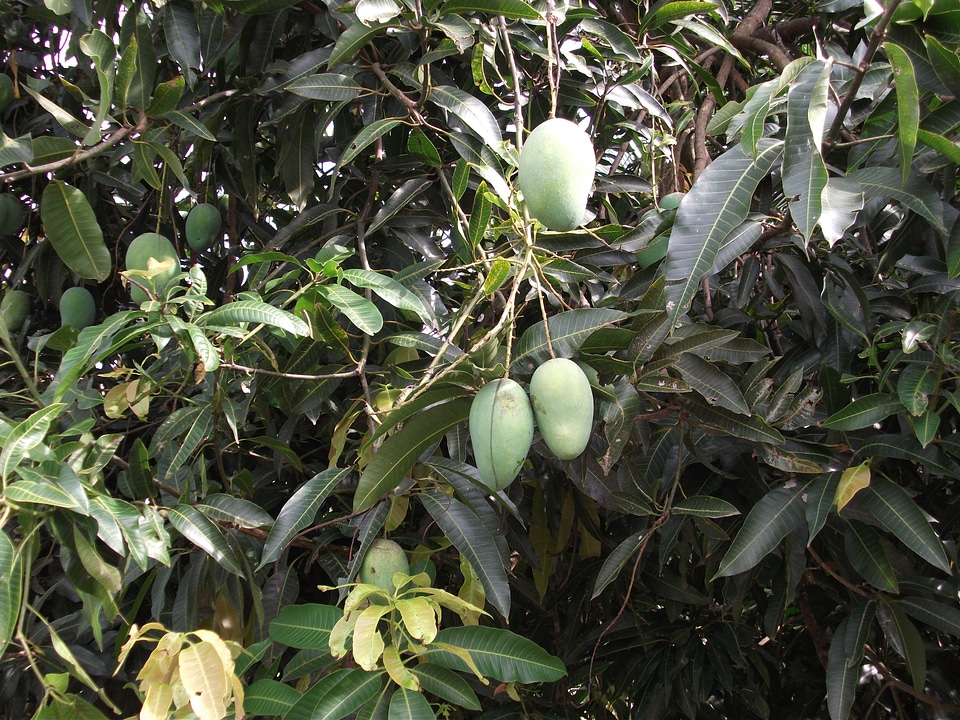 Garden fruit nature