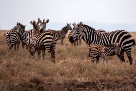 (Perissodactyla: Equidae) Equus quagga, Stäppzebra / Plains zebra
