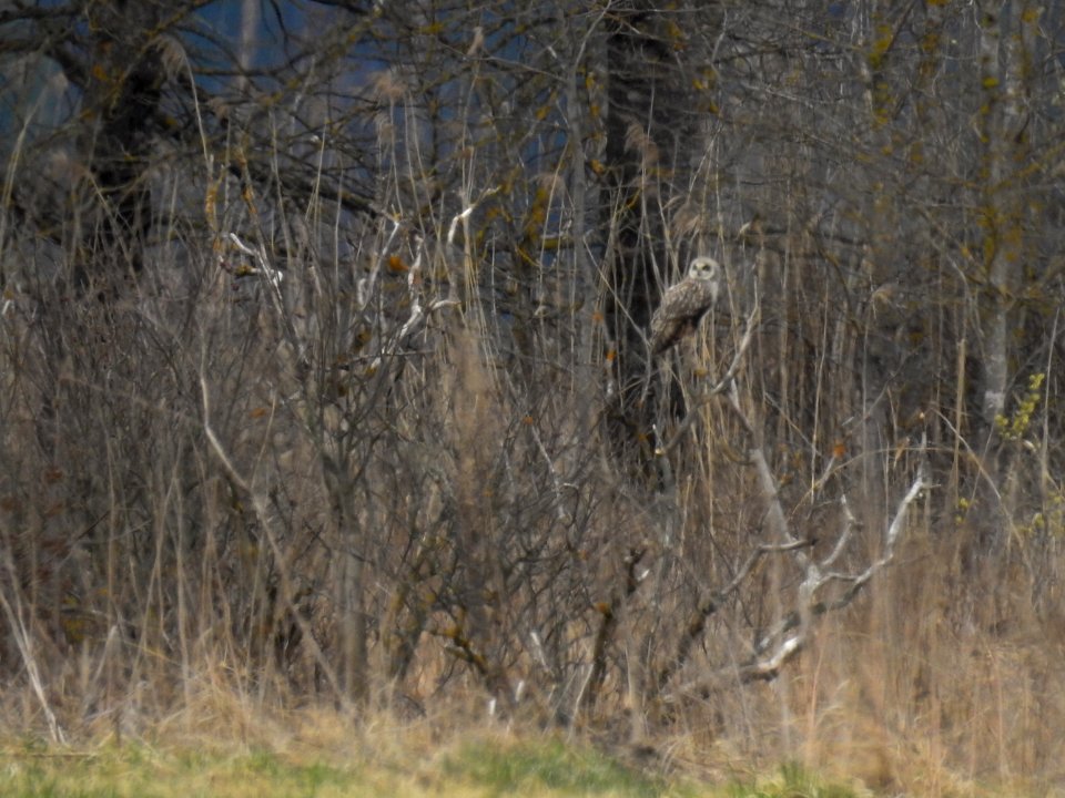 (Strigiformes: Strigidae) Asio flammeus, Jorduggla / Short-eared owl