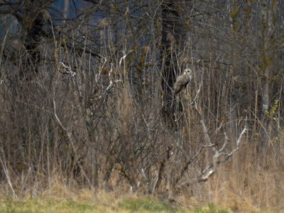 (Strigiformes: Strigidae) Asio flammeus, Jorduggla / Short-eared owl
