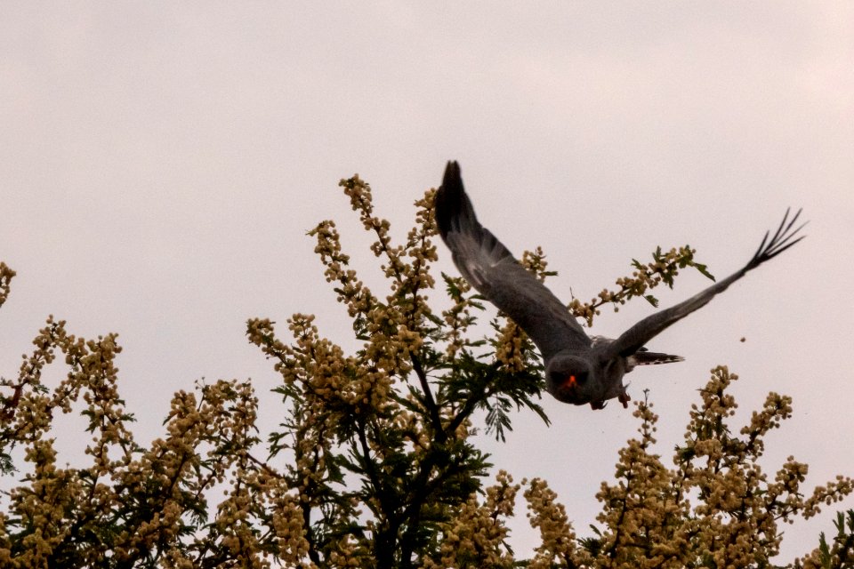 (Accipitriformes: Accipitridae) Melierax metabates, Mörk sånghök / Dark chanting goshawk