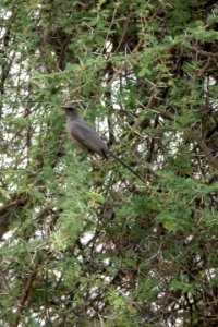(Passeriformes: Sturnidae) Lamprotornis unicolor, Grå glansstare / Ashy starling