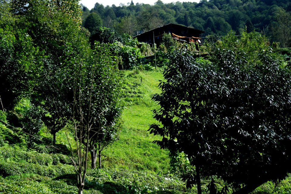Senoz-Başköy-Çayeli-